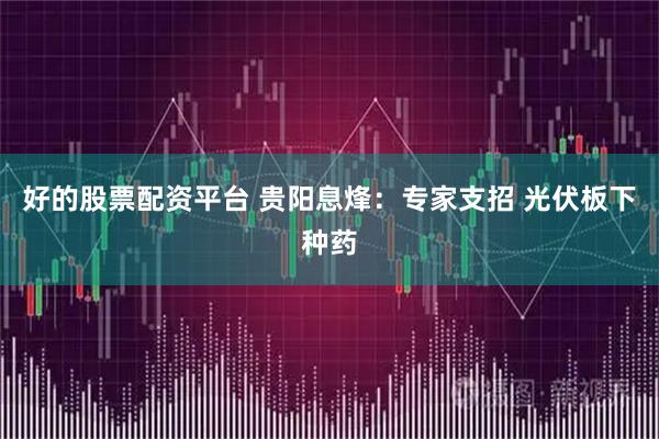 好的股票配资平台 贵阳息烽：专家支招 光伏板下种药